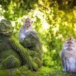 Charter Minivan Hi-Ace (14 seater) with Driver at Bali- 10 Hours Usage - Final Thoughts