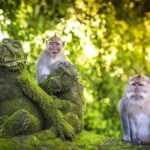 Charter Standard Vehicle with Driver at Bali- 10 Hours Usage - Pricing and Value