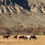 Charyn Canyon and Black Canyon 1 Day Private Tour - Who Would Love This Tour?