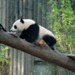 Chengdu: 7-Day Private Tour with Mt.E-mei and Jiuzhaigou - Leshan and the Majestic Buddha