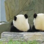 Chengdu: Chengdu Day Trip with Giant Panda and Leshan Buddha - The Practicalities: What to Expect
