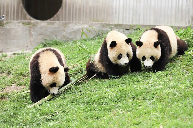 Chengdu Culture: Panda, Teahouse and Performance - Price and Value Analysis