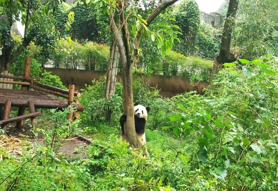Chengdu Day Tour of Panda Hometown & Taoist Mountain - The Sum Up  