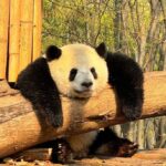 Chengdu: Giant Panda Base Admission Ticket - Who Should Opt for This Experience?