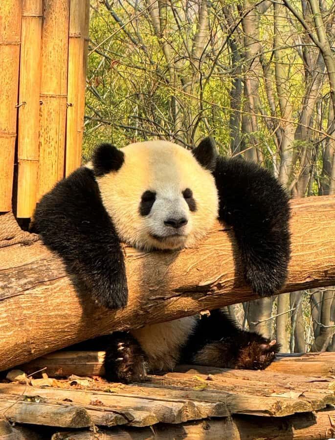 Chengdu: Giant Panda Base Admission Ticket - Who Should Opt for This Experience?