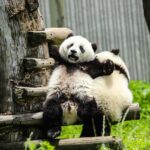 Chengdu Giant Panda Base Half Day Tour (English Tour Guide) - What to Expect from the Tour
