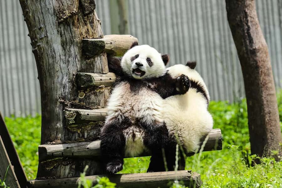 Chengdu Giant Panda Base Half Day Tour (English Tour Guide) - What to Expect from the Tour