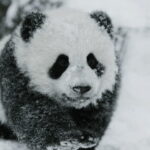 Chengdu: Giant Panda Base Reservation and Entry - Who Should Consider This Tour?