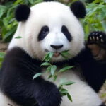 Chengdu: Giant Panda Base, Sanxingdui Museum, and Opera Tour - Practicalities and Considerations