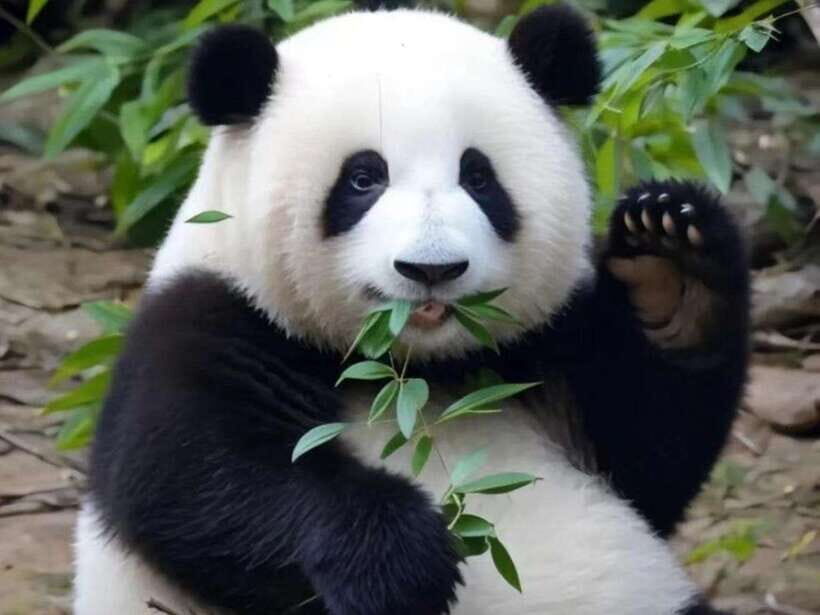 Chengdu: Giant Panda Base, Sanxingdui Museum, and Opera Tour - Practicalities and Considerations