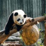 Chengdu: Giant Panda Base Tour with Panda Nutrition Class - Good To Know