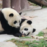 Chengdu: Leshan Buddha Optional Tours w/ Transfer or Guide - Who Should Consider This Tour