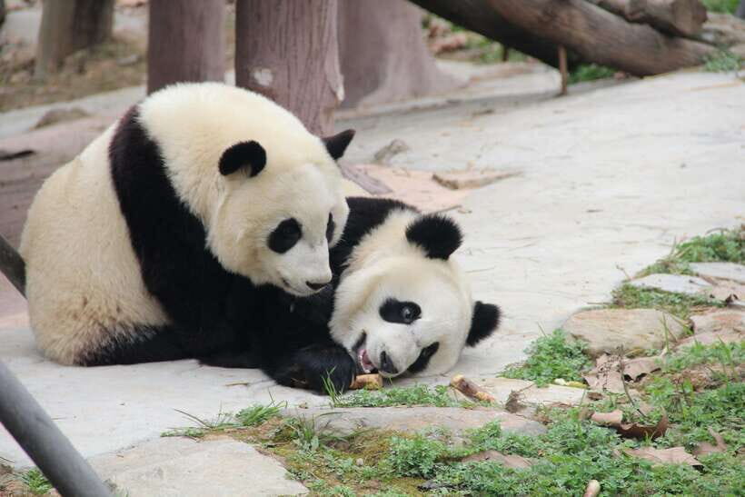 Chengdu: Leshan Buddha Optional Tours w/ Transfer or Guide - Who Should Consider This Tour