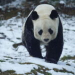 Chengdu: Panda Base, Farmer's Market, and Cooking Class - Exploring Chengdu’s Farmer’s Market: A Taste of Local Life