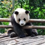 Chengdu: Panda Base Half-day Tour or Panda & Buddha Day Tour - The Value of This Tour