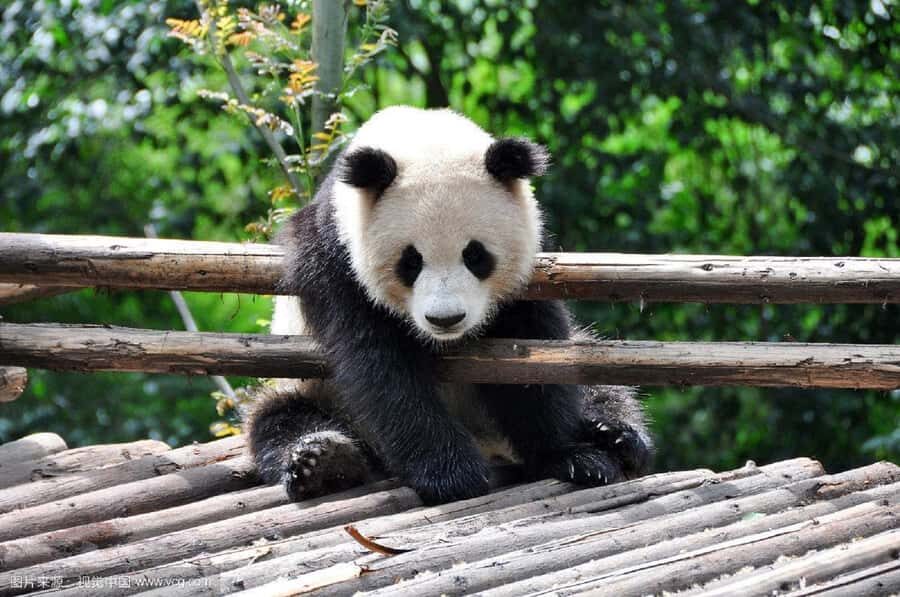 Chengdu: Panda Base Half-day Tour or Panda & Buddha Day Tour - The Value of This Tour
