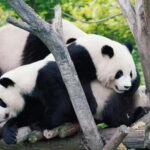 Chengdu: Panda Base, Sichuan Cuisine Museum, & Cooking Class - Who Will Love This Tour?