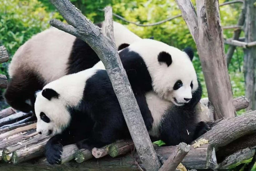Chengdu: Panda Base, Sichuan Cuisine Museum, & Cooking Class - Who Will Love This Tour?