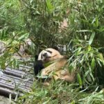 Chengdu: Panda Base, Snack, Tea, Folk Show, Kuanzhai Alley - Practical Details and What to Expect