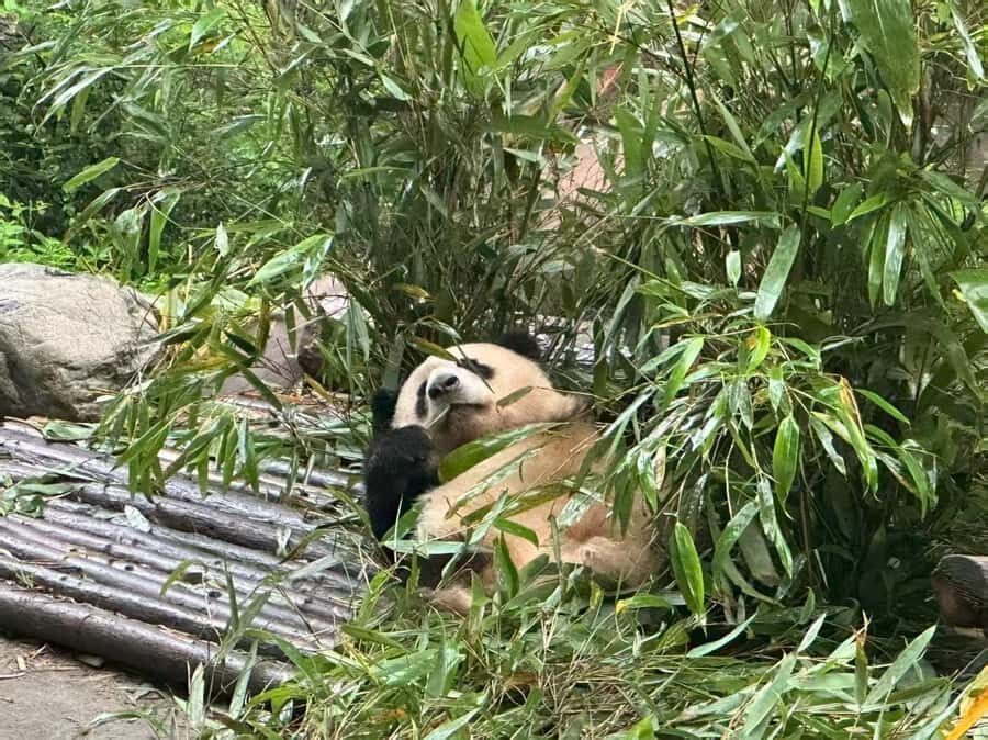 Chengdu: Panda Base, Snack, Tea, Folk Show, Kuanzhai Alley - Practical Details and What to Expect