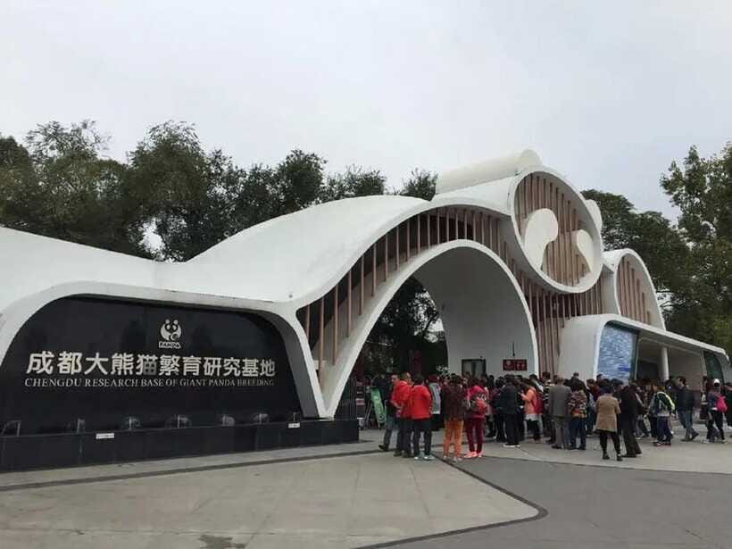 Chengdu: Panda Base Tour/Ticket Only Option - An In-Depth Look at the Panda Base Experience