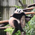 Chengdu Panda Park Bus Tour with Option Leshan Giant Buddha - An In-Depth Look at the Tour Experience
