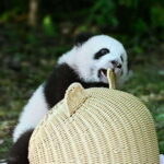 Chengdu: Panda Research Base Ticket or Private Transfer Tour - The Panda Research Base: What to Expect