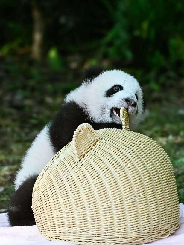 Chengdu: Panda Research Base Ticket or Private Transfer Tour - The Panda Research Base: What to Expect