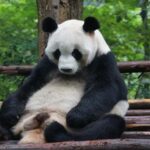 Chengdu: Pandas, Tea Life & Face-Changing Leisure Tour - Who Should Consider This Tour?