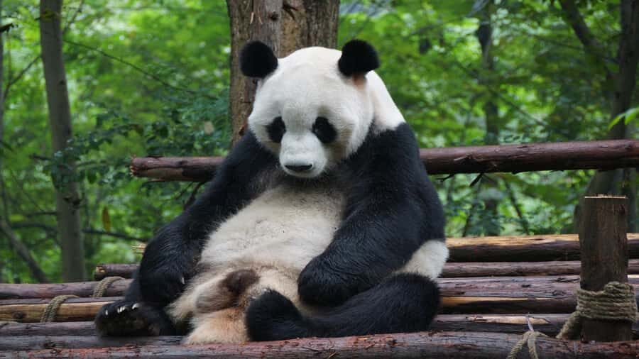 Chengdu: Pandas, Tea Life & Face-Changing Leisure Tour - A Deep Dive Into the Tour Experience