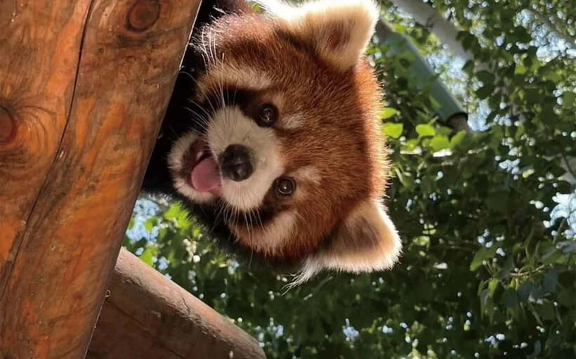 Chengdu Pandas&Dujiangyan Private Tour with Blue Tears - Who Would Love This Tour?