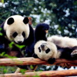 Chengdu: Private Kung Fu Panda Movie Tour with Guide - What Makes This Tour Stand Out