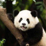 Chengdu: Research Base of Giant Panda Breeding e-Ticket - What to Expect from Your Visit