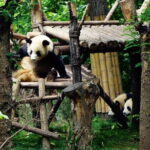 Chengdu Research Base of Giant Panda Breeding Ticket pre-booking - Why This Tour Works Well