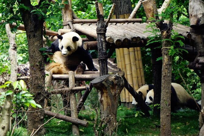 Chengdu Research Base of Giant Panda Breeding Ticket pre-booking - Why This Tour Works Well