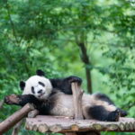 Chengdu: Visa-Free Panda & Cultural Tour in 12 Hours - Practical Details and What to Expect