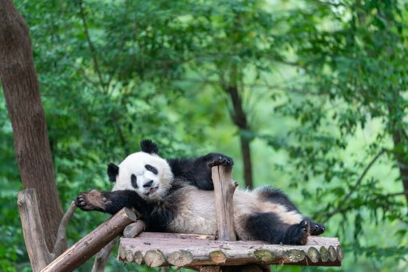 Chengdu: Visa-Free Panda & Cultural Tour in 12 Hours - Practical Details and What to Expect