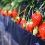 Cherry Blossom Buddha and Mt.Yoshino Tour From Osaka - Final Thoughts