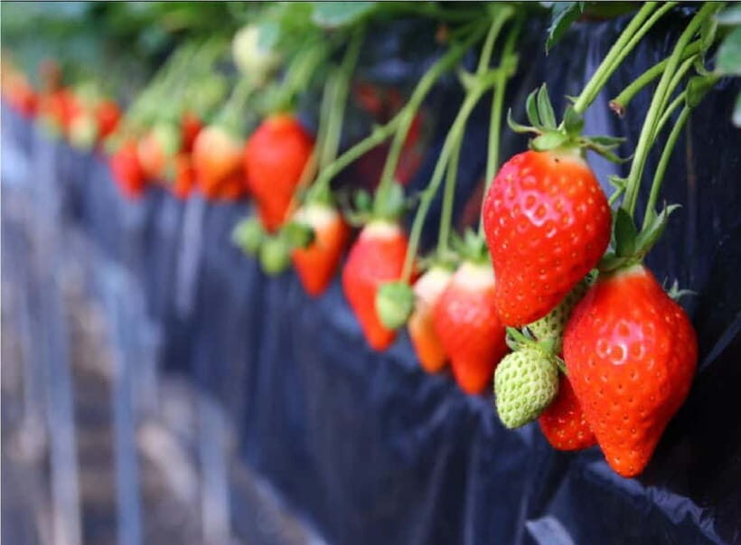 Cherry Blossom Buddha and Mt.Yoshino Tour From Osaka - Final Thoughts
