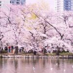 Cherry Blossom Seasonal Special: Classic Tokyo Day Tour - Transportation and Duration