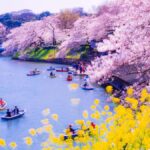 Cherry Blossom Seasonal Special: Classic Tokyo Day Tour - A Deep Dive into the Tour Experience