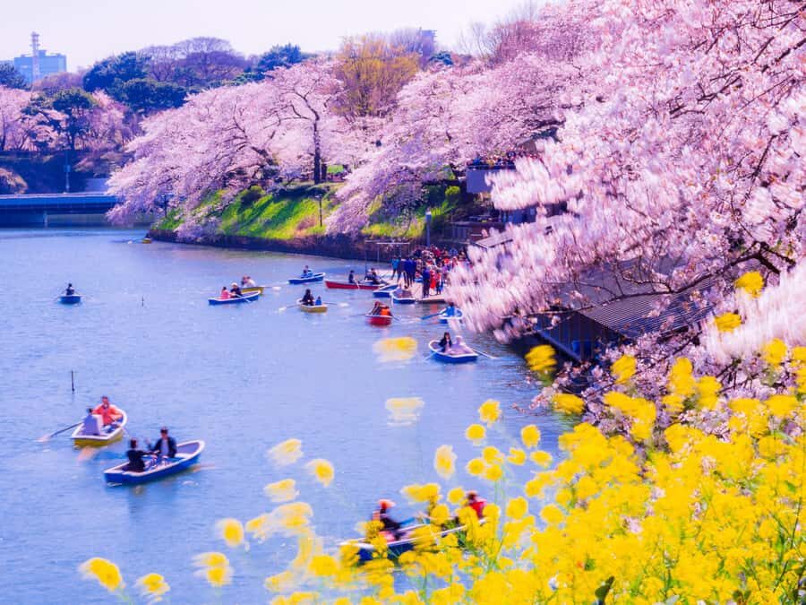 Cherry Blossom Seasonal Special: Classic Tokyo Day Tour - A Deep Dive into the Tour Experience