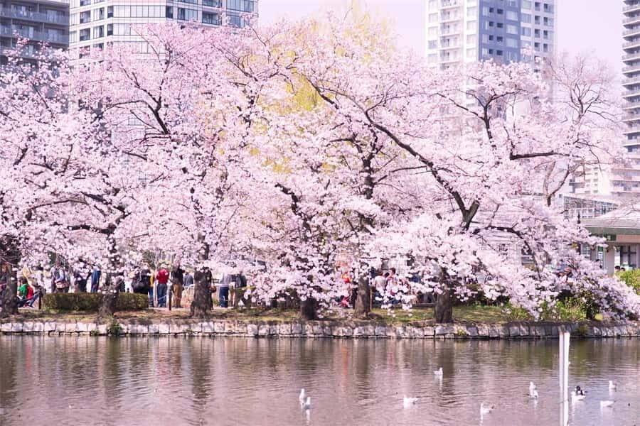 Cherry Blossom Seasonal Special: Classic Tokyo Day Tour - Transportation and Duration