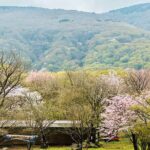 Cherry Blossom Tour in South Jeju Island & Tangerine Cafe - The Practical Side: What to Expect