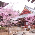 Cherry Blossom Tunnel & Sea: A Spring Day Tour of Ibaraki - The Journey Back and Reflection