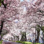 Cherry Blossom Tunnel & Sea: A Spring Day Tour of Ibaraki - Practical Details and Tips