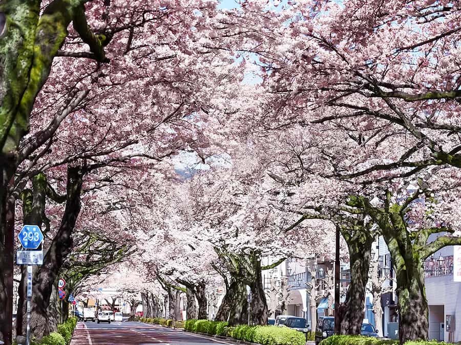 Cherry Blossom Tunnel & Sea: A Spring Day Tour of Ibaraki - Practical Details and Tips