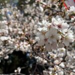 Cherry Blossoms and Strawberry Picking Tour from Tokyo Kawagoe - Exploring the Full Itinerary