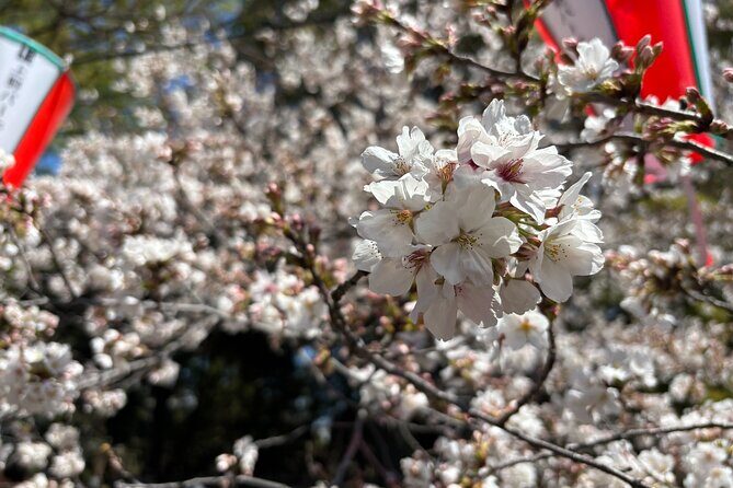 Cherry Blossoms and Strawberry Picking Tour from Tokyo Kawagoe - Exploring the Full Itinerary
