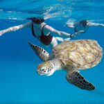 Ches snorkel cruise! turtles & shipwrecks (semi private) - The Boats & Equipment